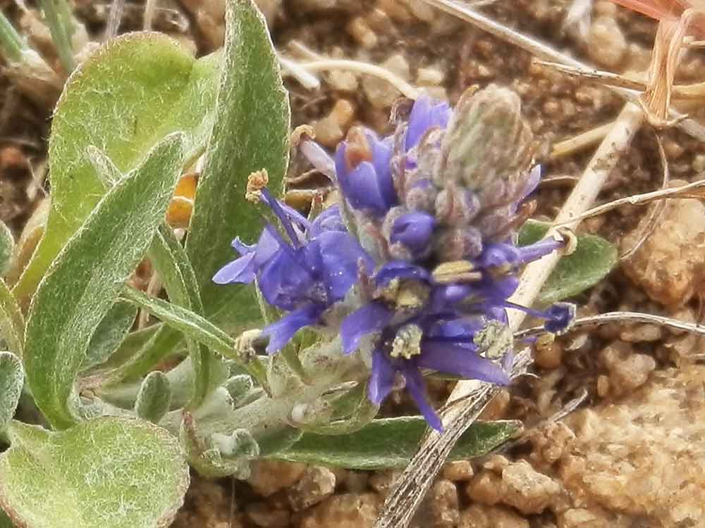 Pseudolysimachion incanum (Plantaginaceae) - Mongolia