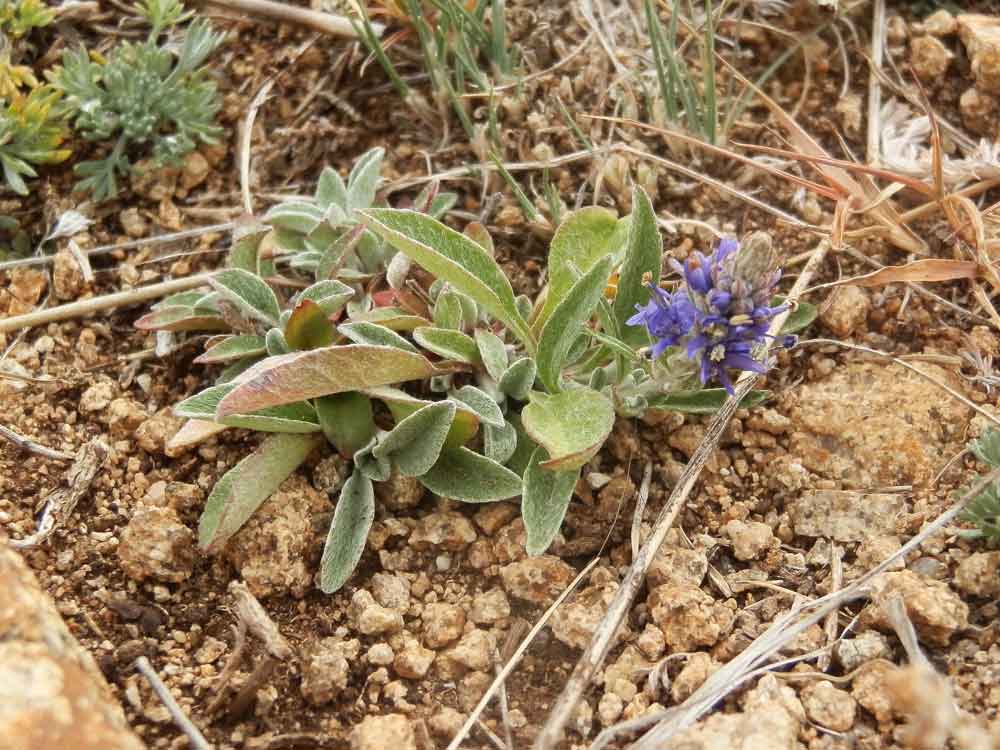 Pseudolysimachion incanum (Plantaginaceae) - Mongolia