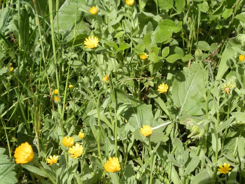 Calendula arvensis M.Bieb.  Canarie