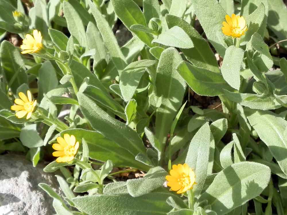 Calendula arvensis M.Bieb.  Canarie