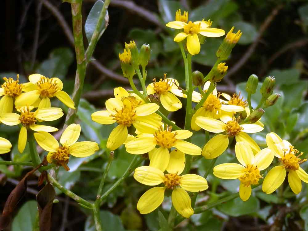 Senecio angulatus L.f.  Canarie