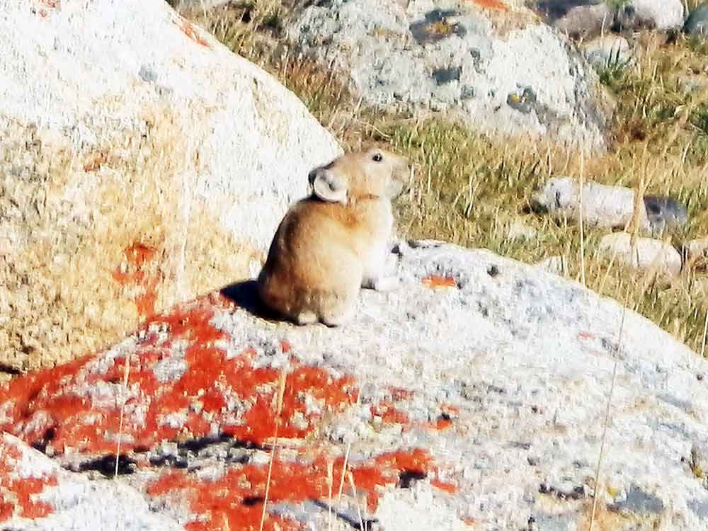 Pica (Ochotona Pika sp.) - Mongolia