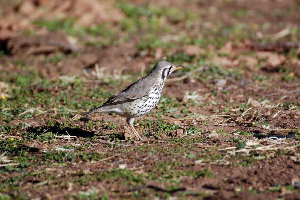 Psophocichla litsitsirupa / Tordo grattaterra - Namibia