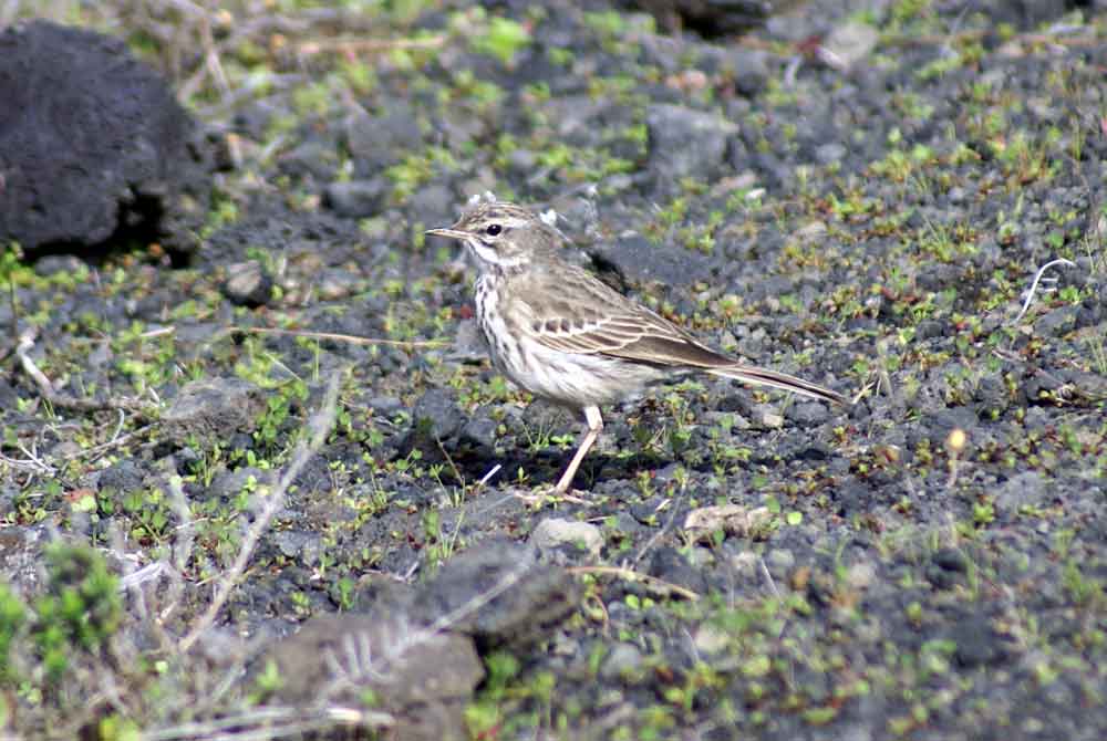 Anthus berthelotii? - Canarie