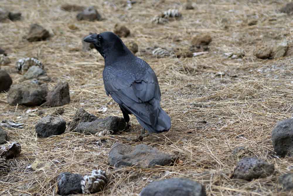 Corvus corax - Canarie