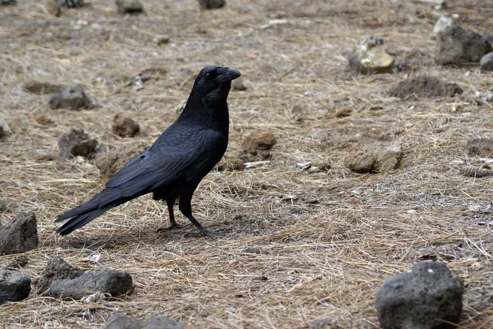 Corvus corax - Canarie