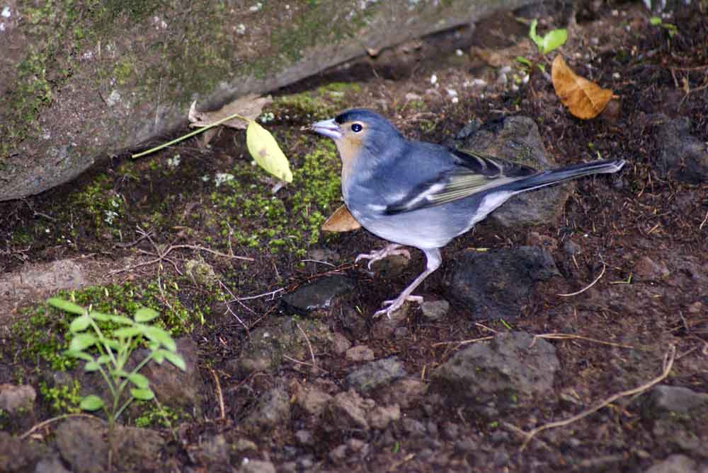 Fringilla coelebs - Canarie