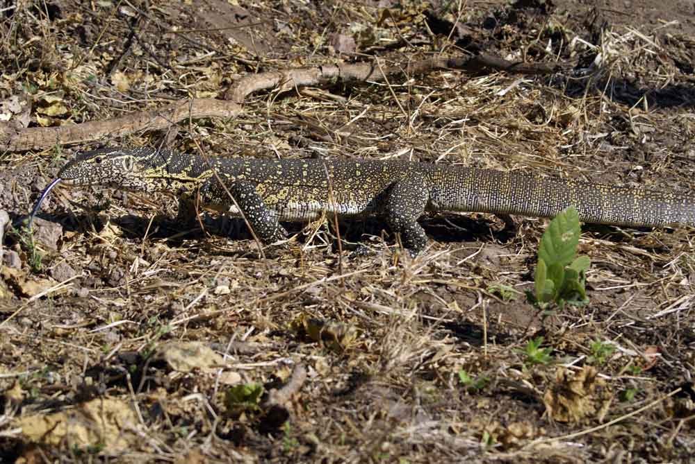 Varano - Botswana