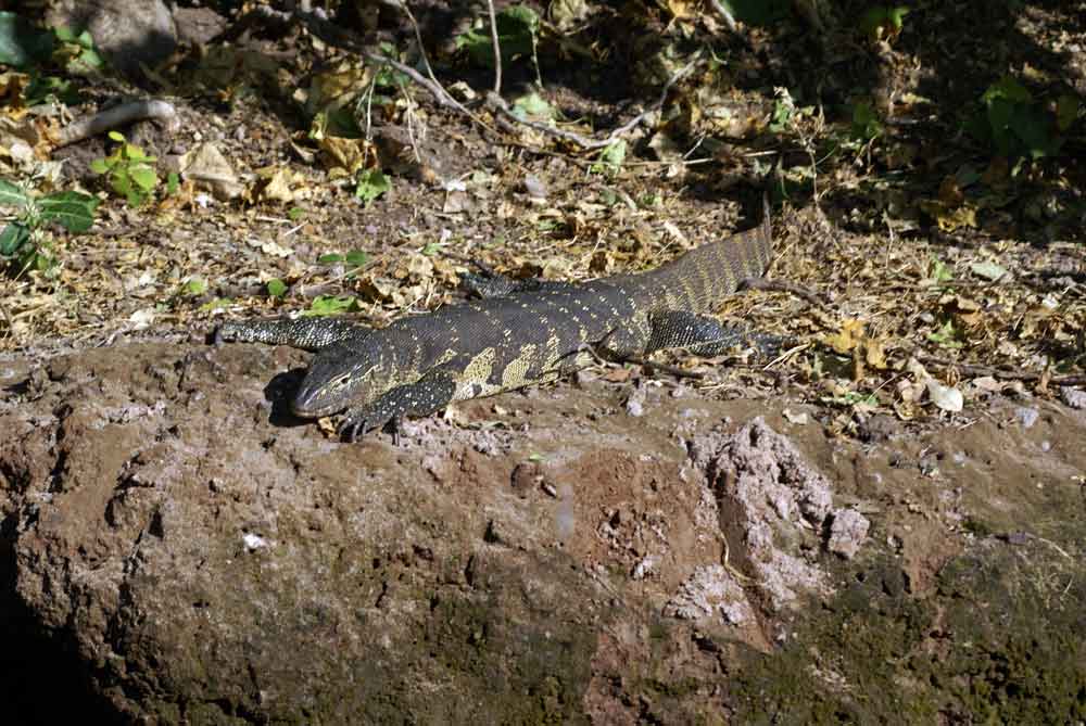 Varano - Botswana