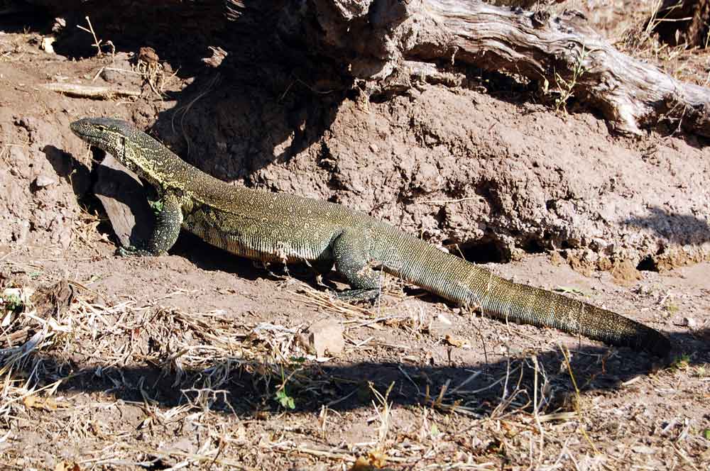 Varano - Botswana