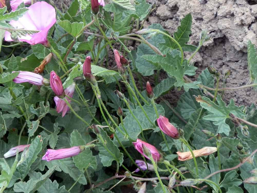 Convolvulus althaeoides L.  Canarie