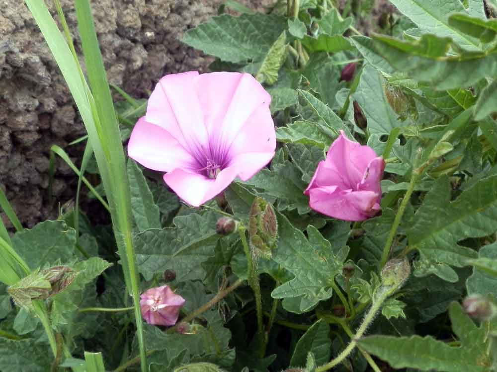 Convolvulus althaeoides L.  Canarie