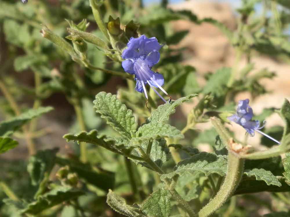 Lophanthus chinensis (Rafin.) Benth. (Lamiaceae)  - Mongolia