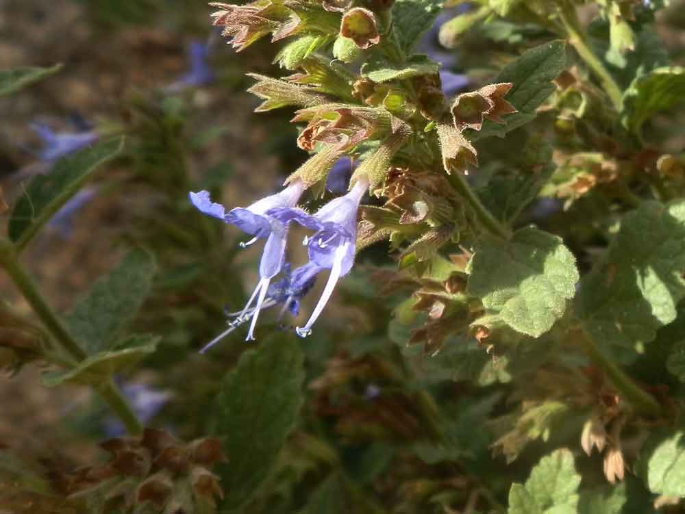 Lophanthus chinensis (Rafin.) Benth. (Lamiaceae)  - Mongolia