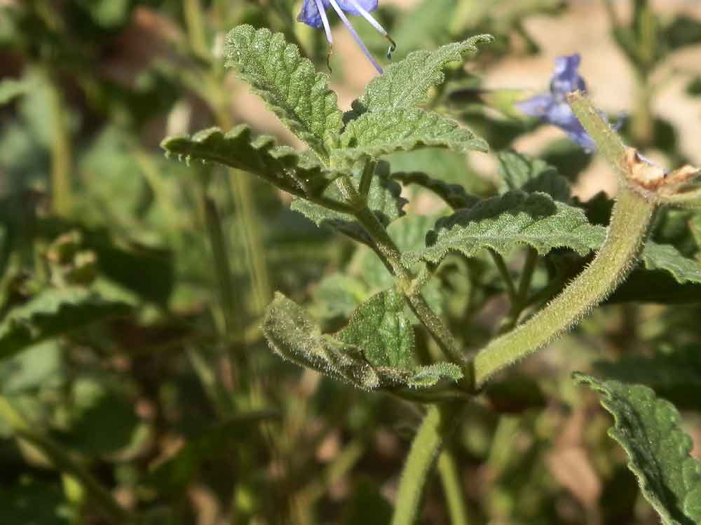 Lophanthus chinensis (Rafin.) Benth. (Lamiaceae)  - Mongolia