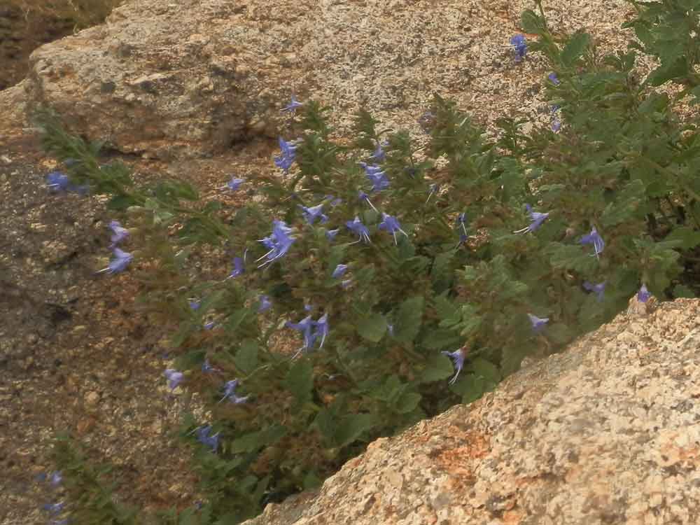 Lophanthus chinensis (Rafin.) Benth. (Lamiaceae)  - Mongolia