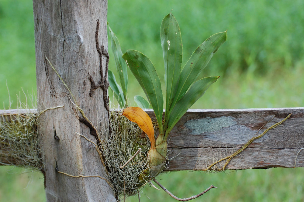 Brasile - nella foresta amazzonica:  fam. Orchidaceae