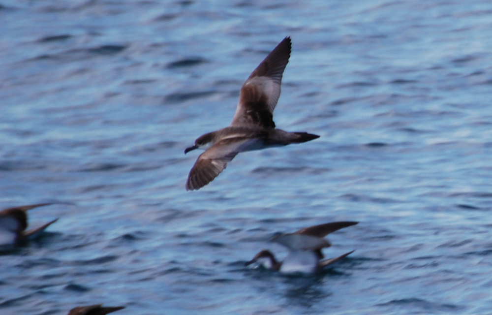 Berte: genere Puffinus e  Ardenna  - Nuova Zelanda