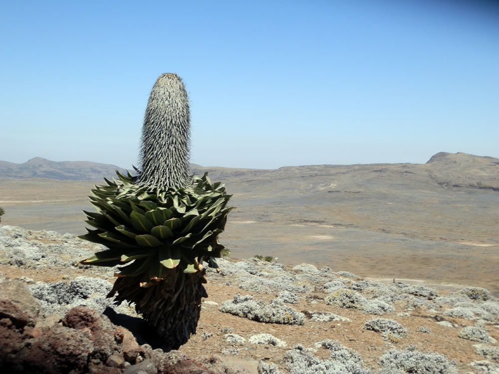 Lobelia rhynchopetalum - Etiopia