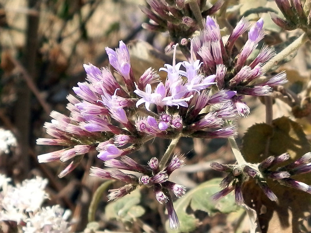 Fiore in Etiopia 5