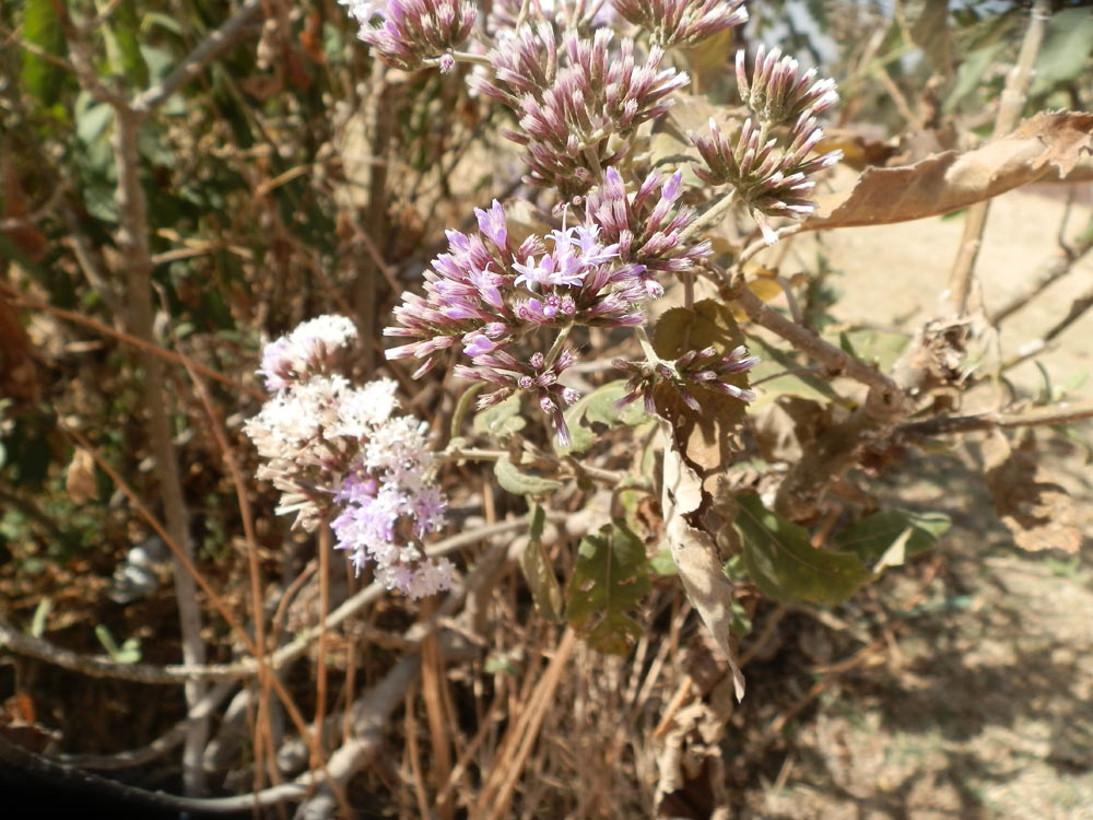 Fiore in Etiopia 5