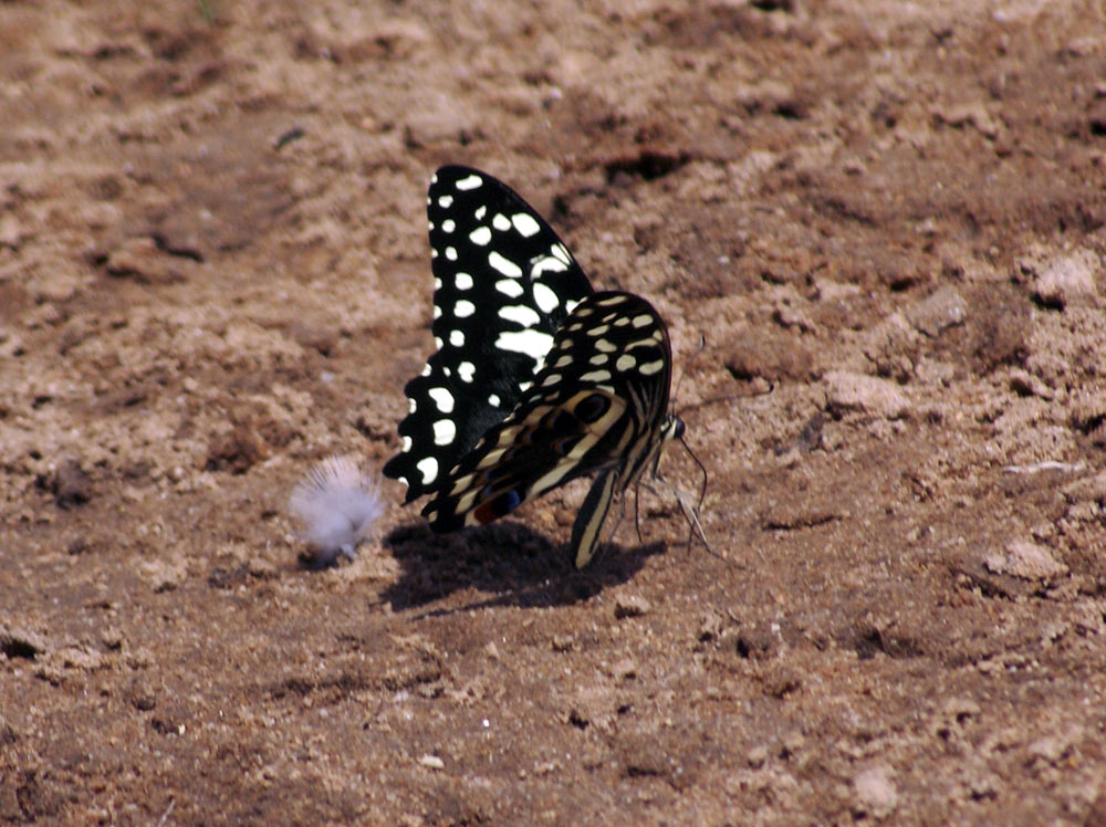 Farfalla - Etiopia