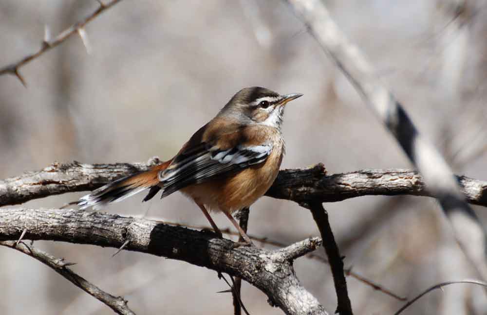 Cercotrichas (= Erythropygia ) leucophrys - Namibia