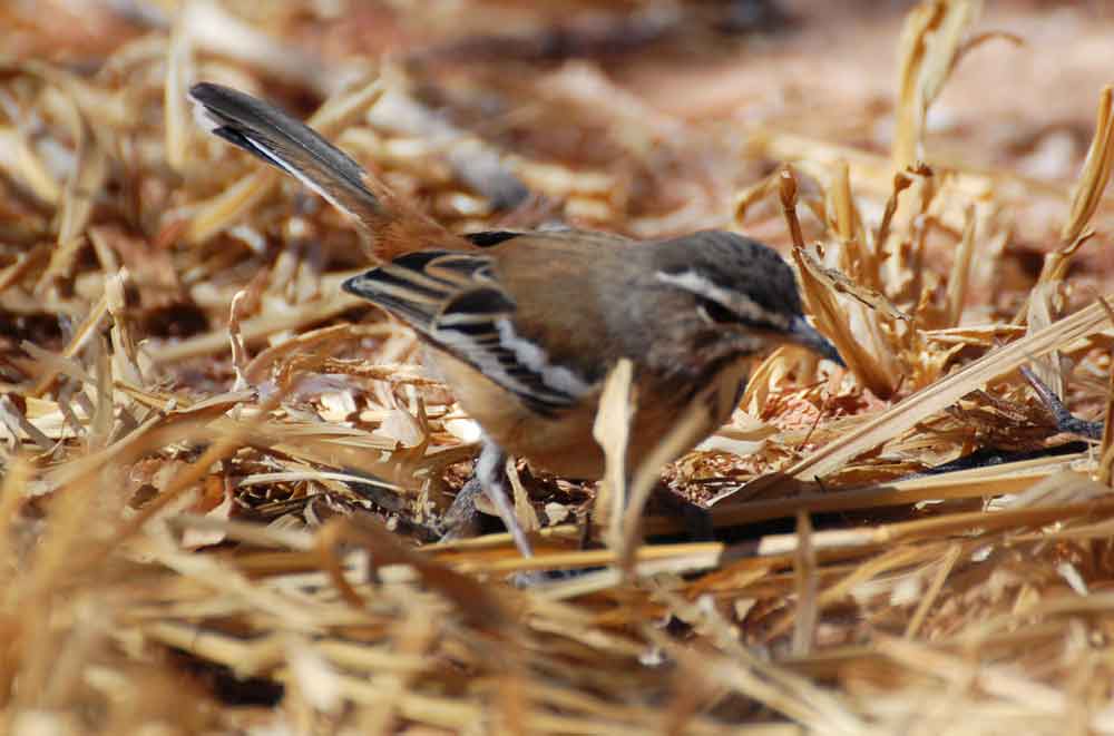 Cercotrichas (= Erythropygia ) leucophrys - Namibia