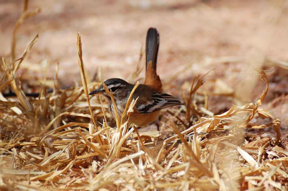 Cercotrichas (= Erythropygia ) leucophrys - Namibia