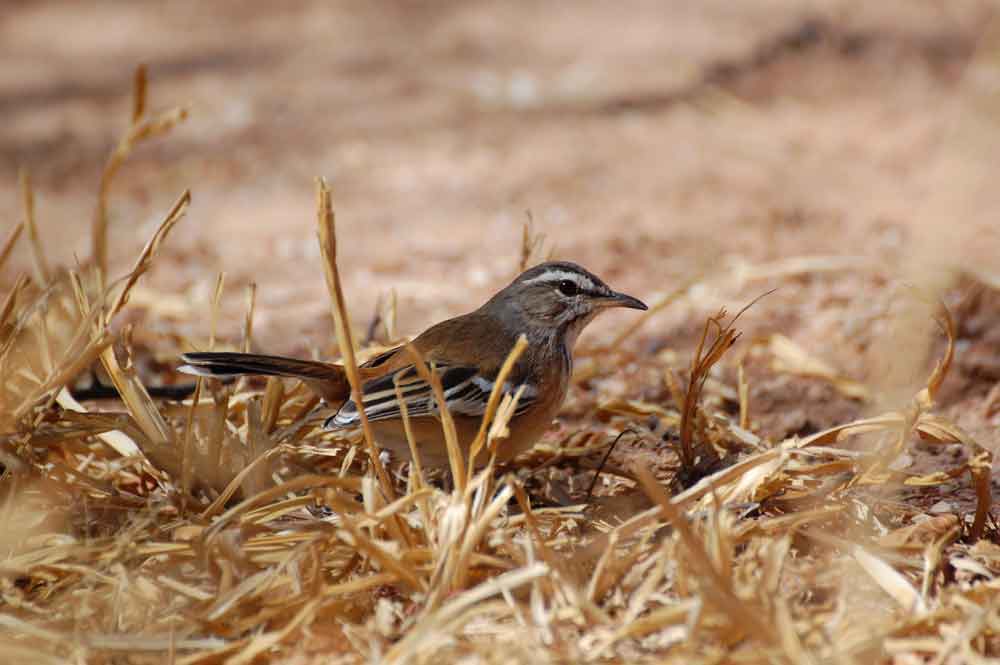 Cercotrichas (= Erythropygia ) leucophrys - Namibia