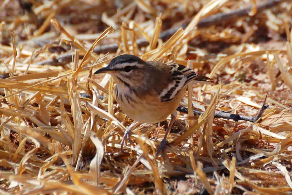 Cercotrichas (= Erythropygia ) leucophrys - Namibia