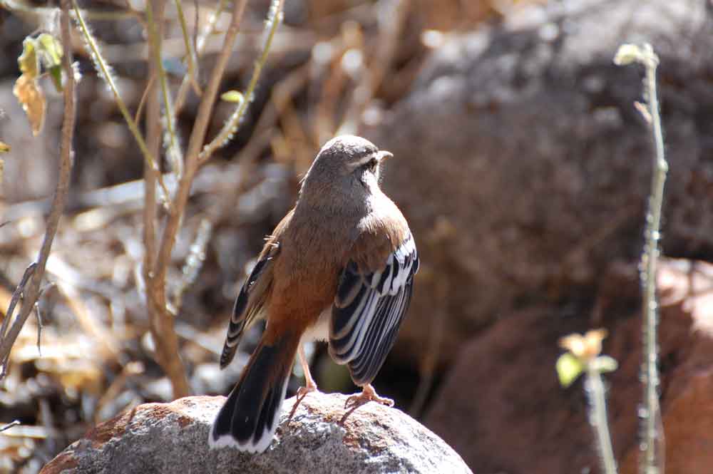 Cercotrichas (= Erythropygia ) leucophrys - Namibia