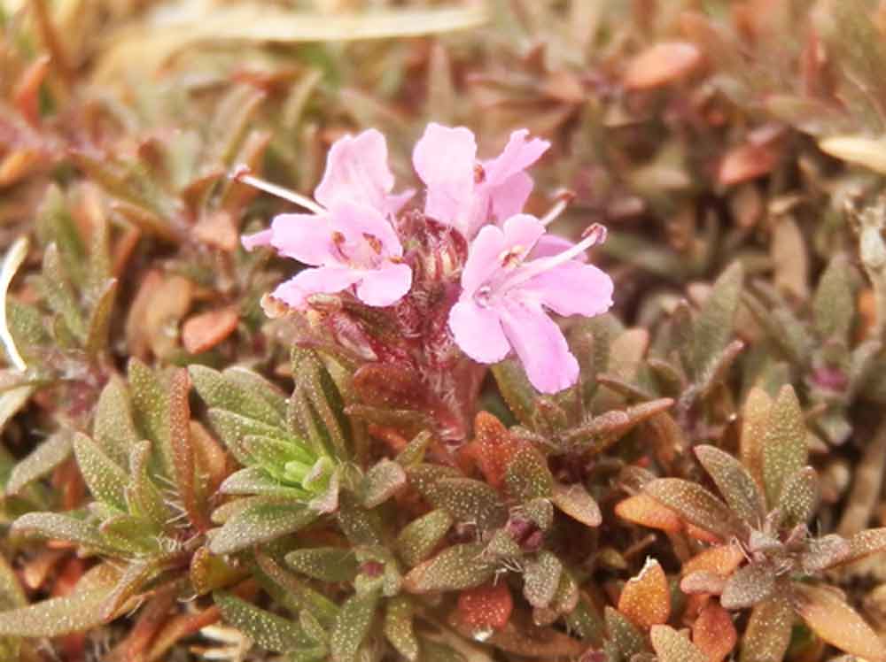 Thymus cfr. mongolicus (Lamiaceae) - Mongolia