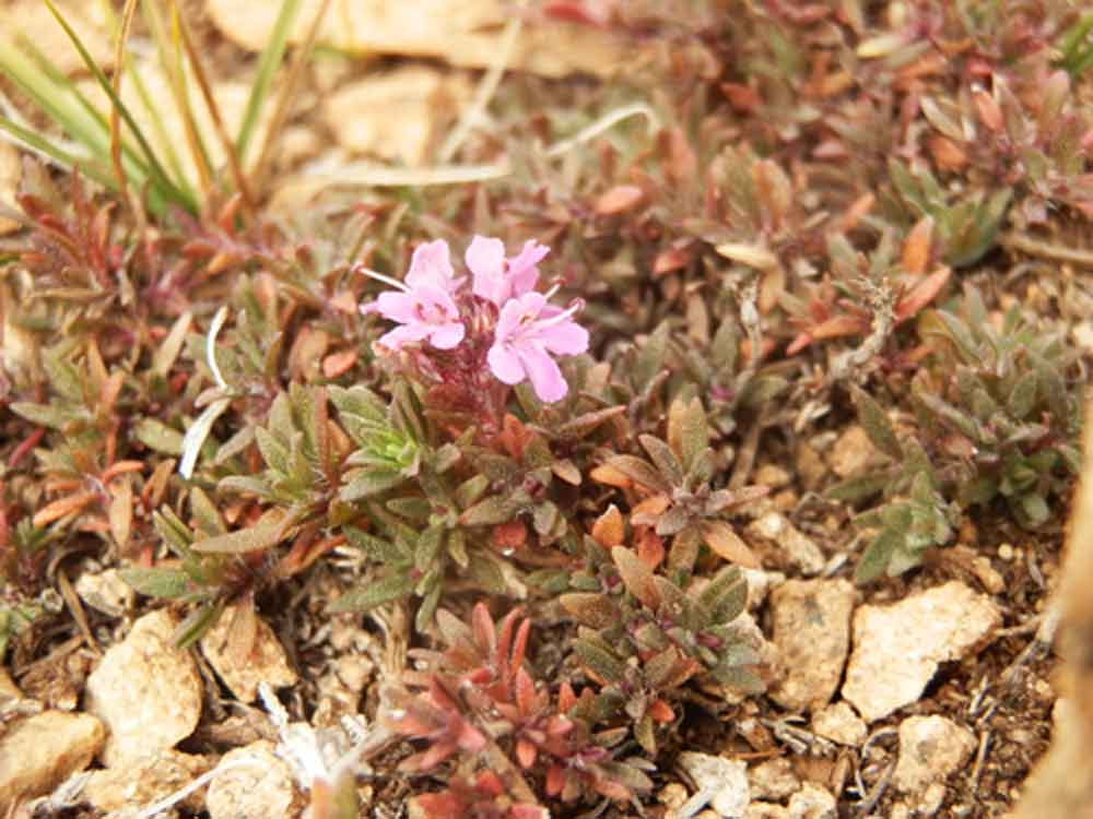 Thymus cfr. mongolicus (Lamiaceae) - Mongolia