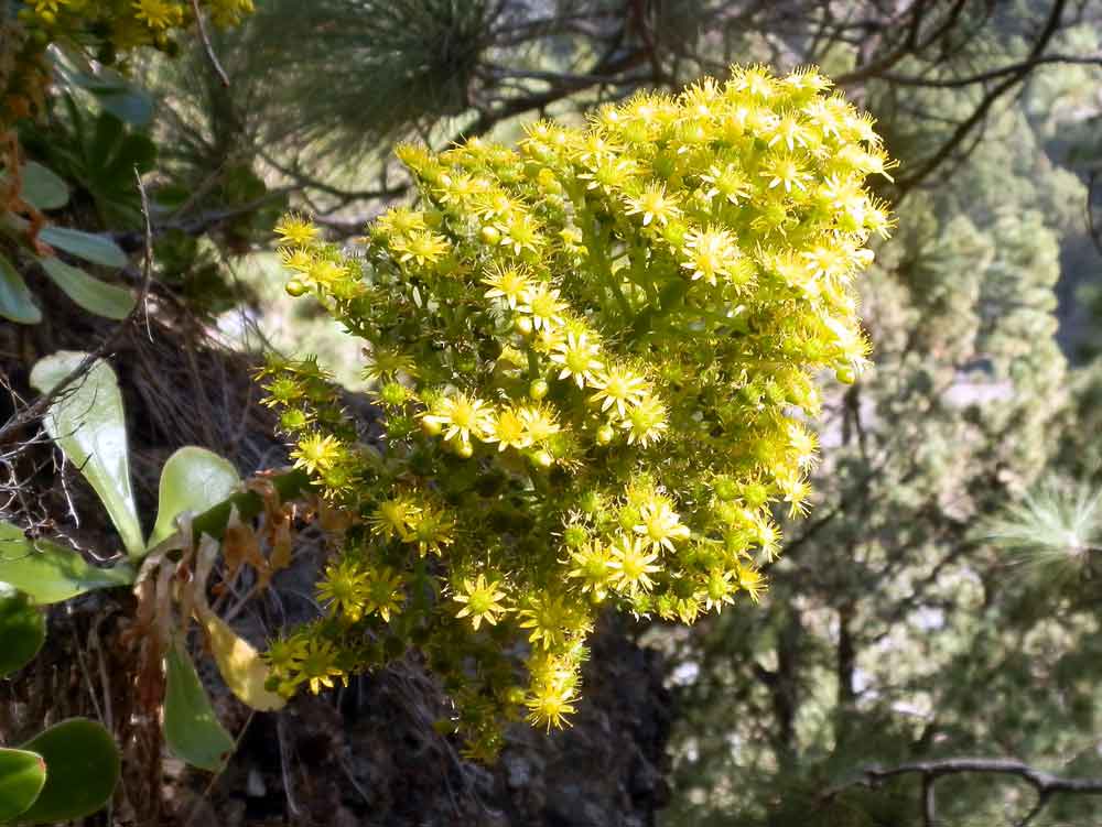 Aeonium arboreum Webb & Berthel. - Canarie