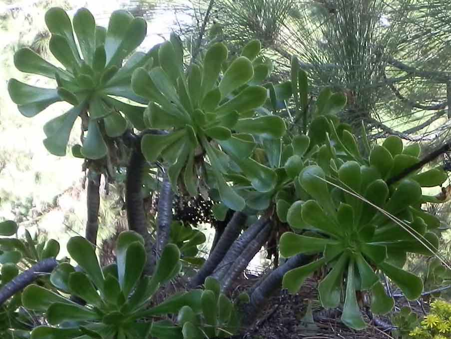 Aeonium arboreum Webb & Berthel. - Canarie