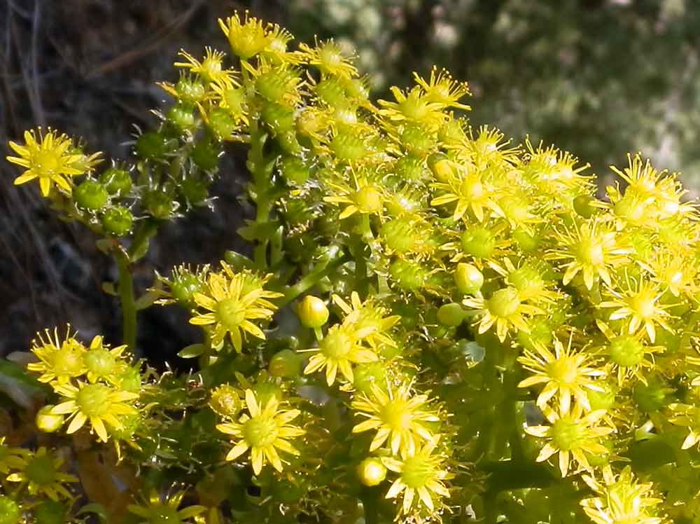 Aeonium arboreum Webb & Berthel. - Canarie