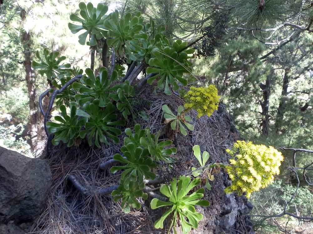 Aeonium arboreum Webb & Berthel. - Canarie