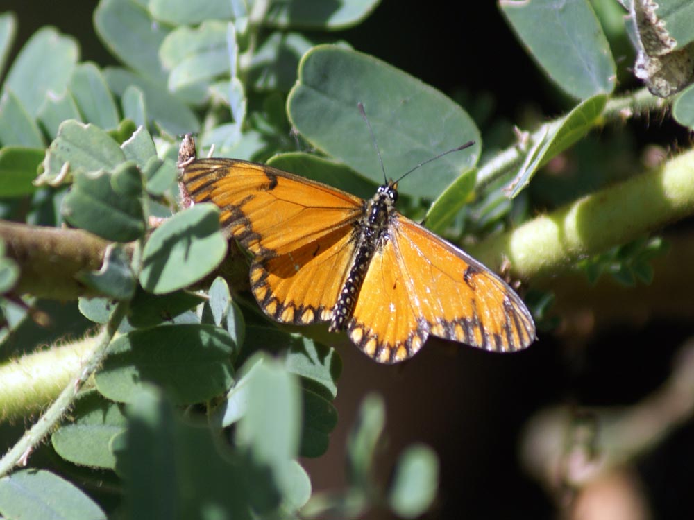 Acraea eponina eponina  (Nymphalidae) - Etiopia