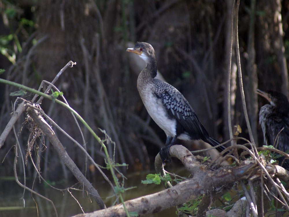 Cormorano