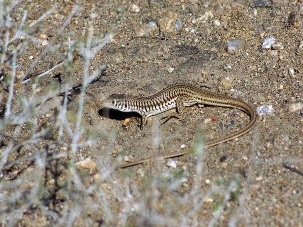 Lucertola? Etiopia