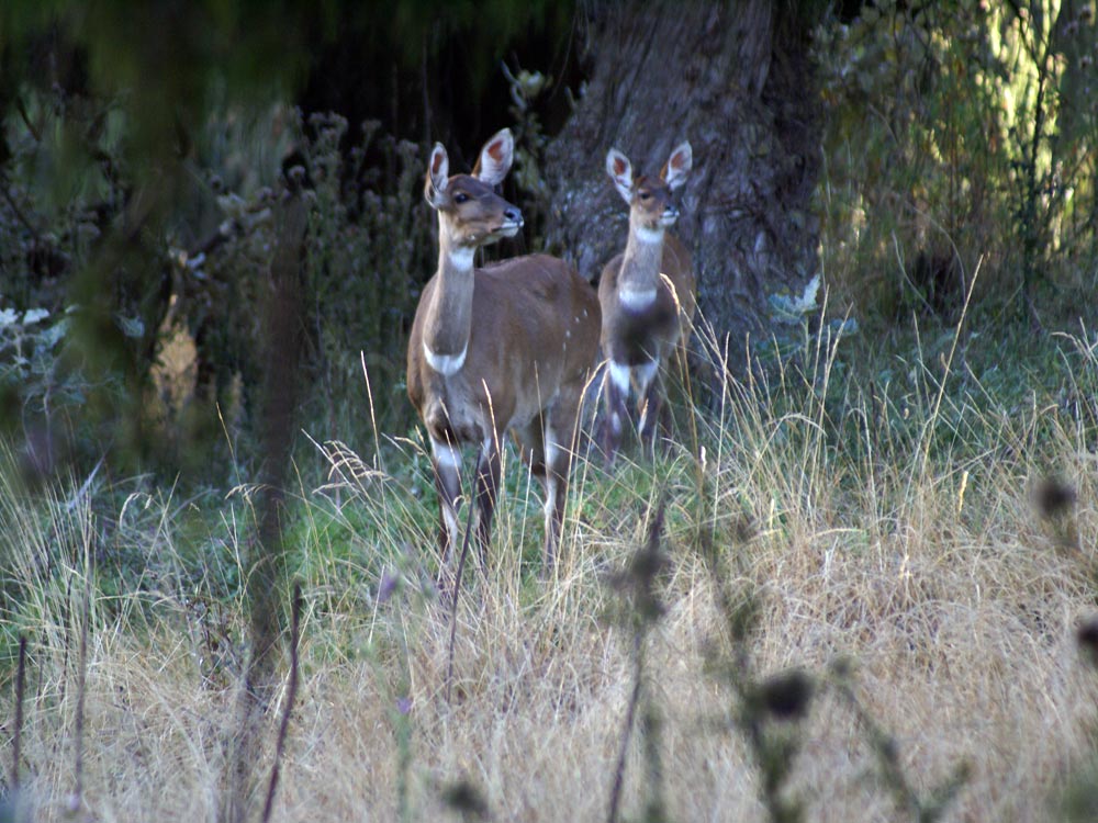 Nyala di montagna