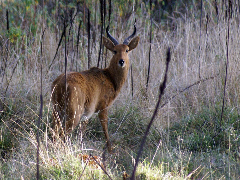 Red buck - Etiopia