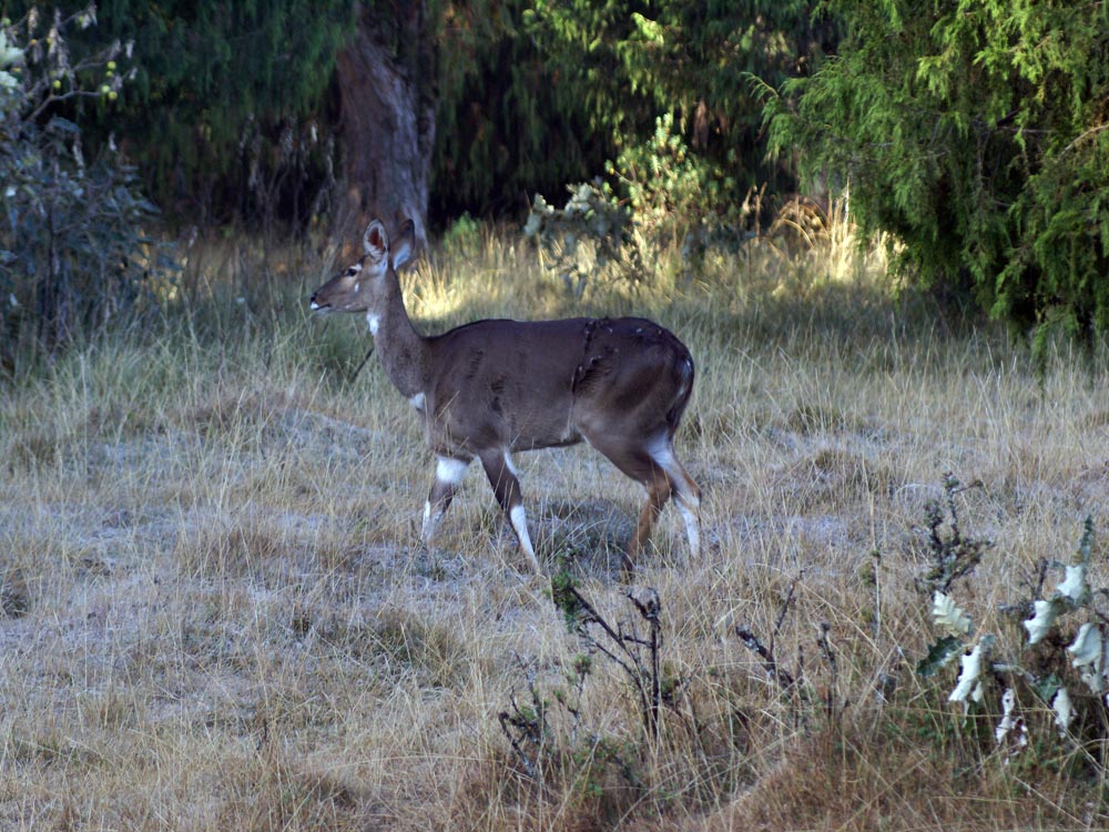 Nyala di montagna