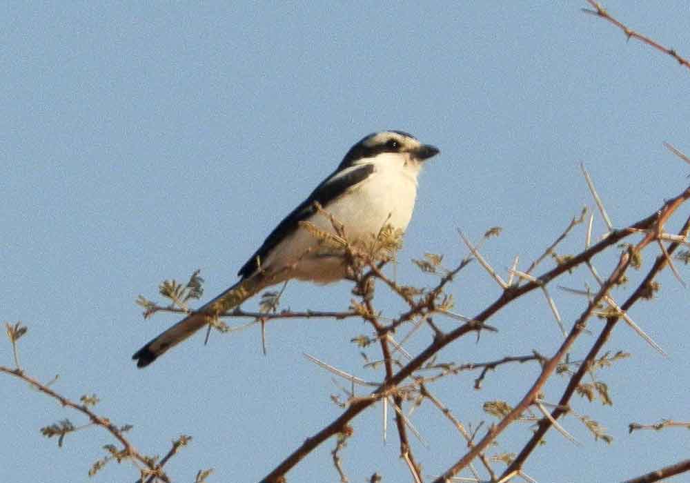 Fiscal meridionale (Lanius collaris)- Namibia