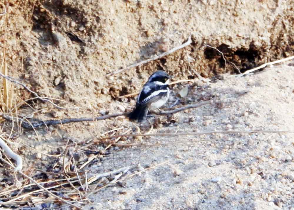 Batis pririt (Passeriformes) - Namibia