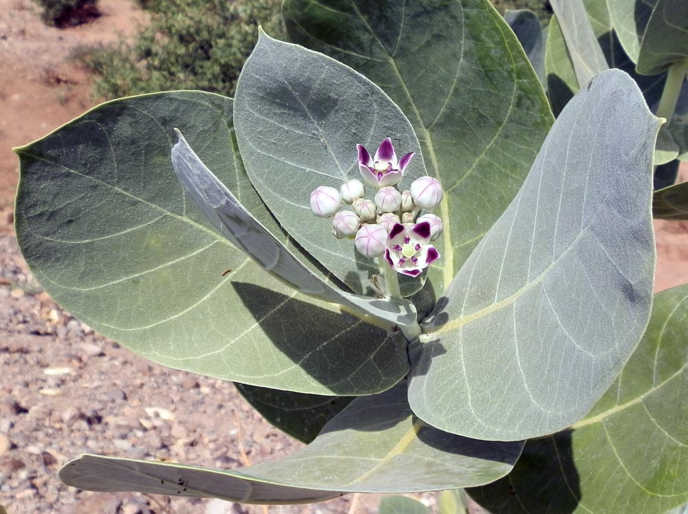 fiore in Etiopia 3 - Calotropis procera