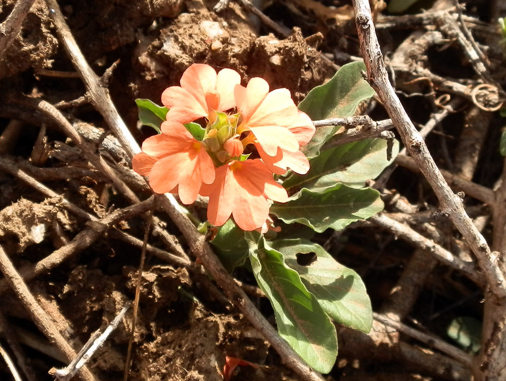 Fiore in  Etiopia 1 - Crossandra sp.