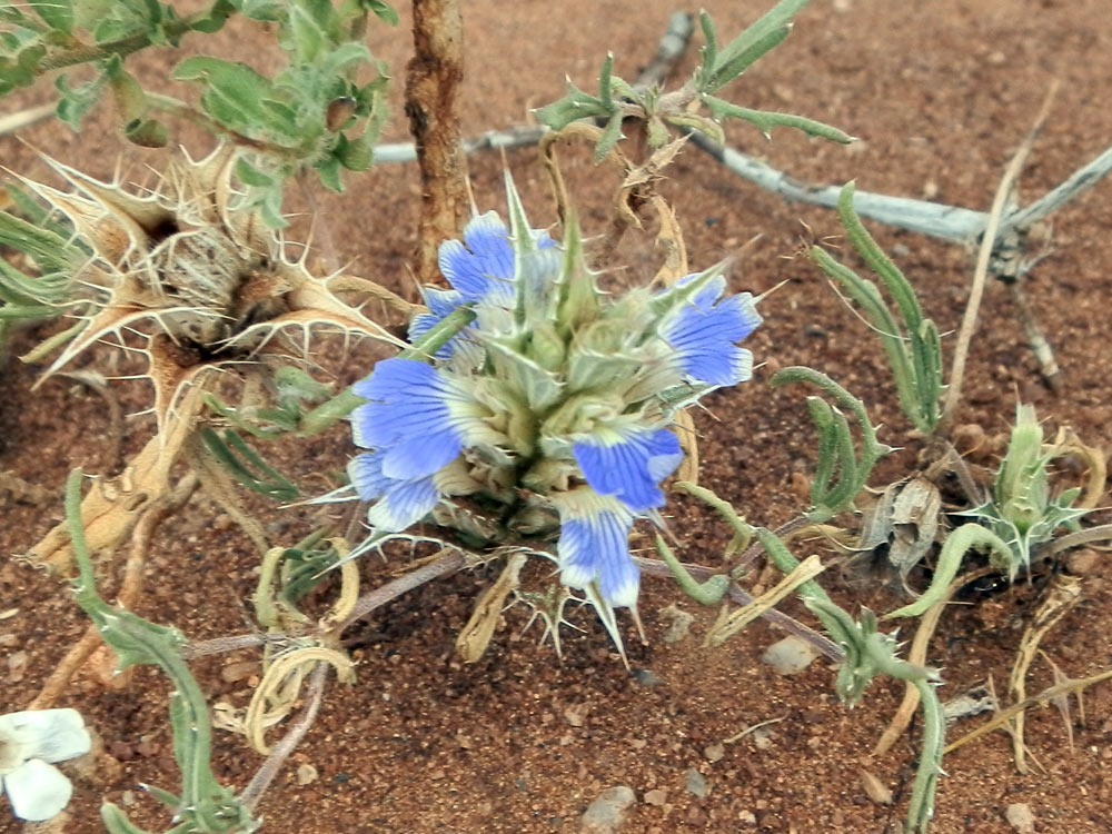 Fiore in Etiopia 2 - Blepharis obmitrata