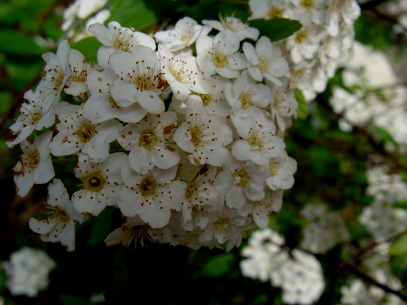 Spiraea x vanhouttei